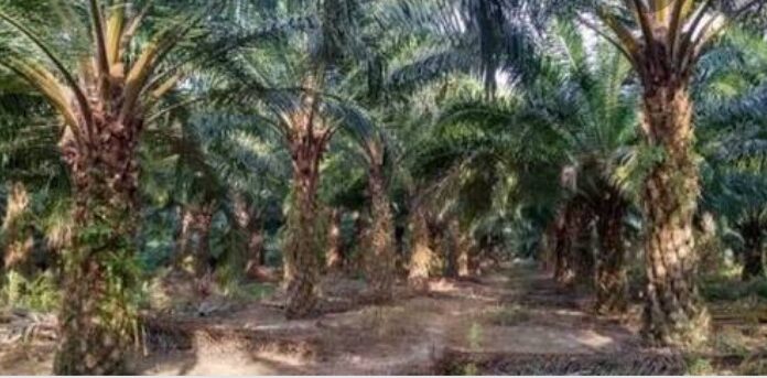 WAW Ada Kebun Sawit 150 Hektar Di Duga Milik Pribadi Di Wilaya Air Padang Dan Datar Lebar.