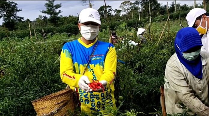 Kurangi Beban Petani, Rohidin Borong 6 Ton Hasil Pertanian