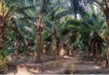 WAW Ada Kebun Sawit 150 Hektar Di Duga Milik Pribadi Di Wilaya Air Padang Dan Datar Lebar.