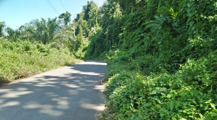 Pemeliharaan Tebas Bayang Jalan di pertanyakan