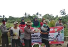 Kapolsek Lais dan Pemdes Lubuk Gedang Hari Ini Panen Raya