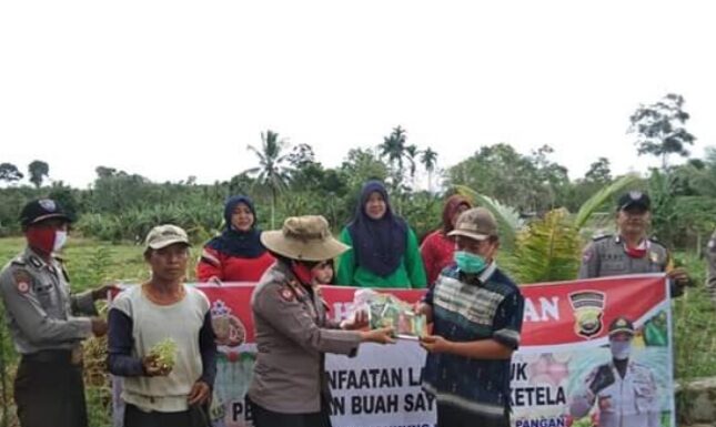Kapolsek Lais dan Pemdes Lubuk Gedang Hari Ini Panen Raya