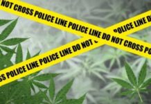 Pemuda Pino Raya Di Duga Memiliki Ganja Di Amankan Polres Seluma