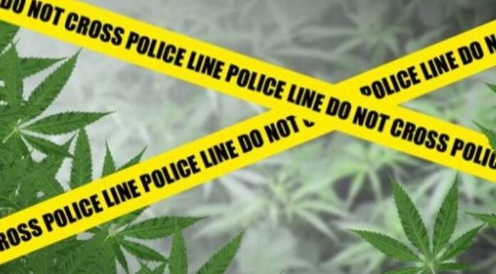 Pemuda Pino Raya Di Duga Memiliki Ganja Di Amankan Polres Seluma