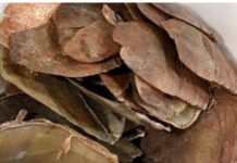 Jual Sisik Trenggiling Satwa Di Lindungi Dua Orang Warga di Amankan Polisi