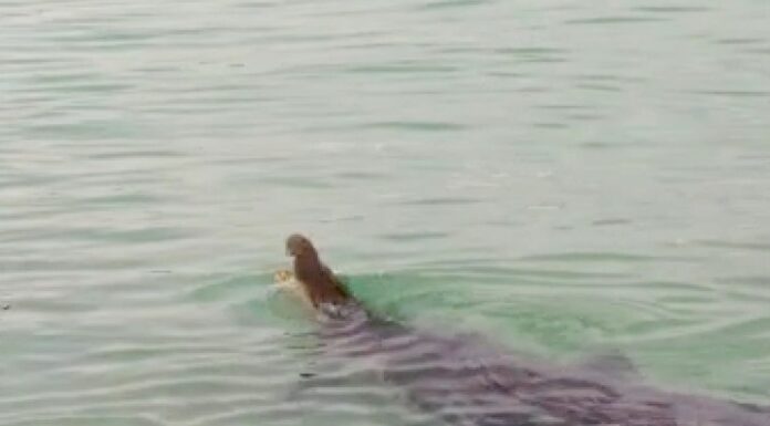 Kabid Humas: Video Buaya di Pantai Tapak Paderi Itu Hoax