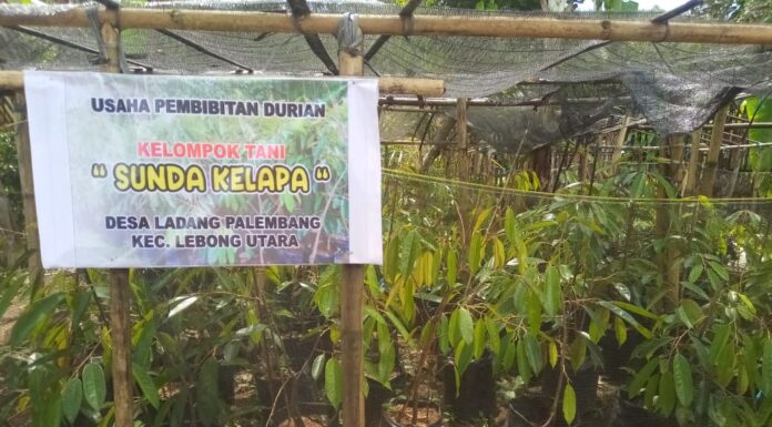 USAHA PEMBIBITAN KELOMPOK TANI “SUNDA KELAPA’’ DESA LADANG PALEMBANG KECAMATAN LEBONG UTARA