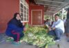 Masyarakat Tebing Kandang Nikmati Hasil Jagung Dari Hasil Kebun Ketahanan Pangan Tahun 2024