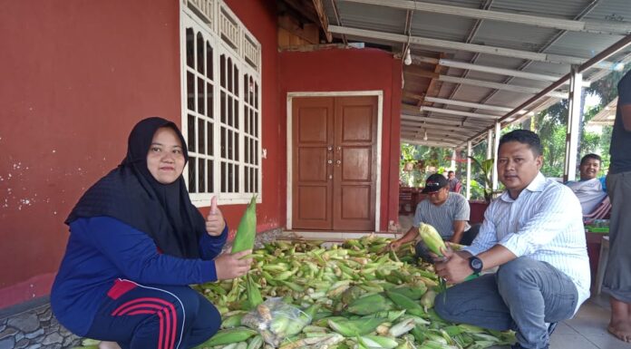 Masyarakat Tebing Kandang Nikmati Hasil Jagung Dari Hasil Kebun Ketahanan Pangan Tahun 2024