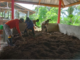 DINAS TANAMAN PANGAN HORTIKULTURA MENDORONG KELOMPOK TANI / TERNAK UNTUK MENGOLAH PUPUK KANDANG MENJADI PUPUK ORGANIK