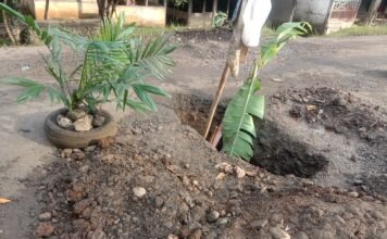 Gorong Gorong Ambruk Juga Berlobang Jalan di Tanam Sawit dan Batang Pisang Sebagai Pembatas