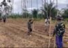 TNI Hadir di Tengah Rakyat, Kodim 0423/BU Garap 6 Hektare Lahan Jagung