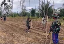 TNI Hadir di Tengah Rakyat, Kodim 0423/BU Garap 6 Hektare Lahan Jagung