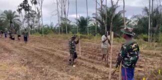 TNI Hadir di Tengah Rakyat, Kodim 0423/BU Garap 6 Hektare Lahan Jagung