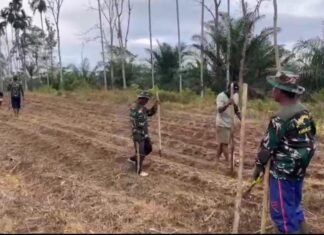 TNI Hadir di Tengah Rakyat, Kodim 0423/BU Garap 6 Hektare Lahan Jagung