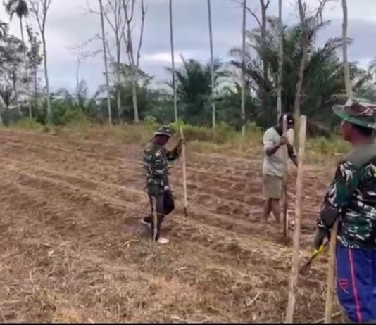 TNI Hadir di Tengah Rakyat, Kodim 0423/BU Garap 6 Hektare Lahan Jagung