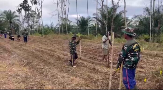TNI Hadir di Tengah Rakyat, Kodim 0423/BU Garap 6 Hektare Lahan Jagung