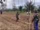 TNI Hadir di Tengah Rakyat, Kodim 0423/BU Garap 6 Hektare Lahan Jagung